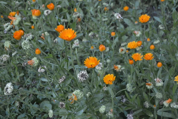 Fleurs Souci Orange Jaune Dans Grand Parterre Fleurs Biologiques Calendula — Photo