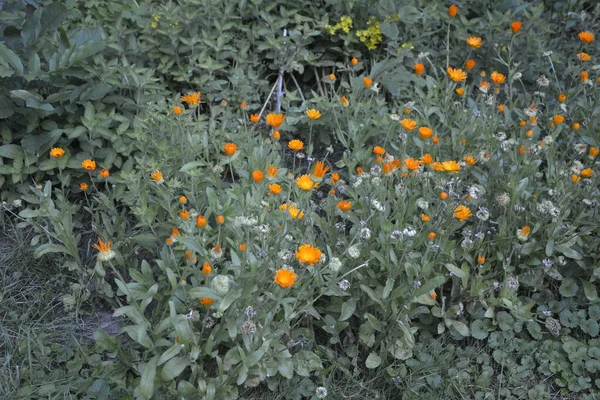 Orange Yellow Marigold Flowers Large Organic Flowerbed Blooming Calendula Lat — Stock Photo, Image