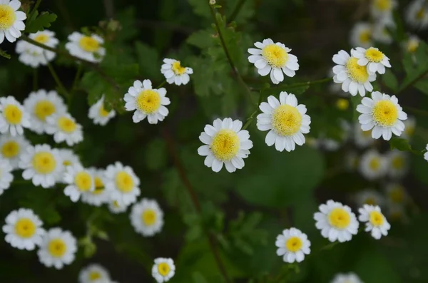 Піретрум Tanacetum Parthenium Syn Хризантема Партенію Інші Загальні Назви Фальшива — стокове фото