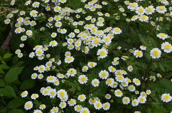 Pyrethrum Tanacetum Parthenium Syn 파르테 일반적 이름들은 데이지 데이지 병이다 — 스톡 사진