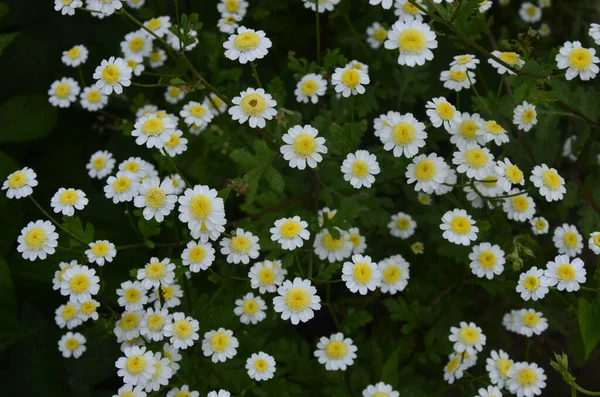 Piretrum Tanacetum Parthenium Syn Chrysanthemum Parthenium Más Gyakori Nevek Hamis — Stock Fotó