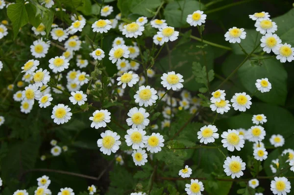 Pyrethrum Tanacetum Parthenium Syn 파르테 일반적 이름들은 데이지 데이지 병이다 — 스톡 사진