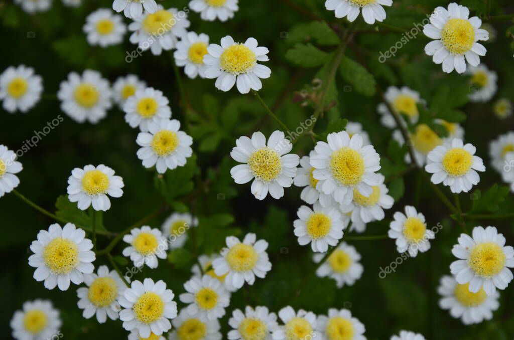 Semi Di Partenio Biologico Magic Garden - 3000 Semi, Simile Alla Camomilla, Fiori Bianchi E Gialli