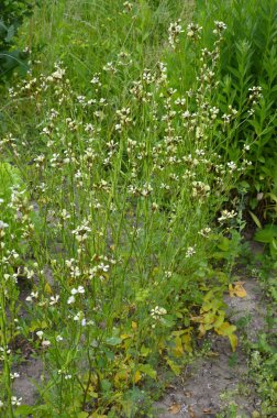 Arugula acı biberli ve hafif salata ve hindiba ile uyumlu. Elbette, çocuk roka 'sını kendi başına servis edebilirsin. Arugula çiçekleri salataya aynı acı sosu getirir.