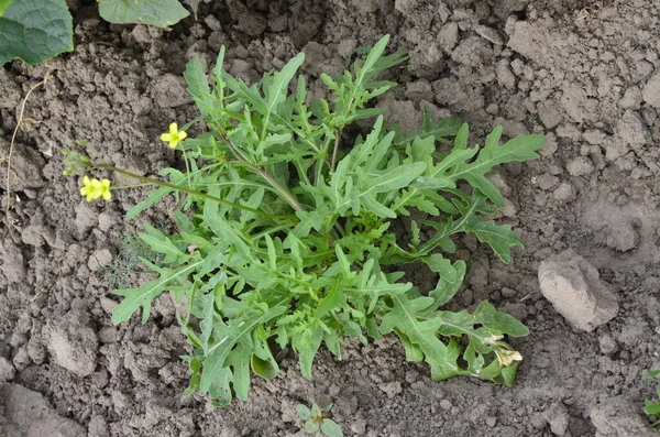 Arugula Sebze Bahçesinde Yükseltilmiş Yataklarla Yetişen Roket Salatalı Marul Yaprakları — Stok fotoğraf