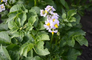 Çiçekli patates. Patates çiçekleri güneş ışığında çiçek açar. Bahçede yetişen organik sebze çiçeklerini kapatır. Genetik olarak tasarlanmamış..