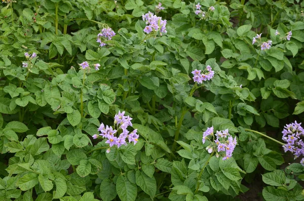 Patata Fiore Fiori Patata Fioriscono Alla Luce Del Sole Crescono — Foto Stock