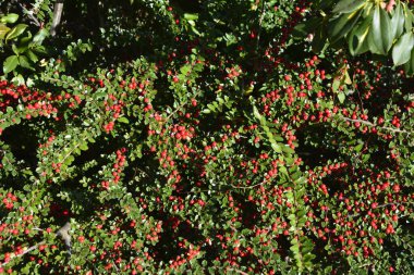 Yağmurdan sonra yeşil yapraklı parlak kırmızı çilek (Cotoneaster dammeri). Küçük kırmızı böğürtlen ve parlak yeşil yapraklı Cotoneaster çalısı..