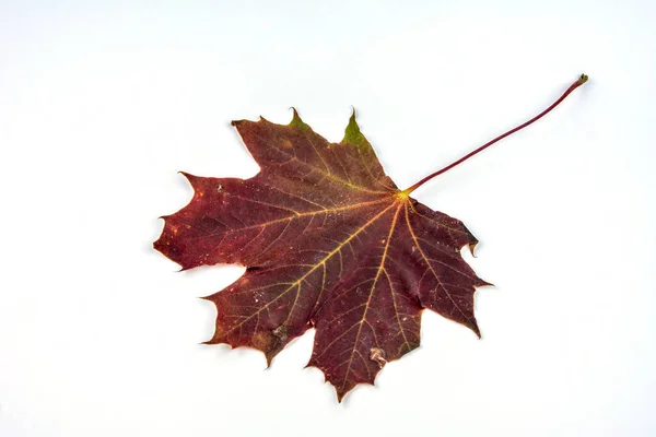 Foglia Acero Rosso Isolato Sfondo Bianco Foglia Acero Rosso Come — Foto Stock