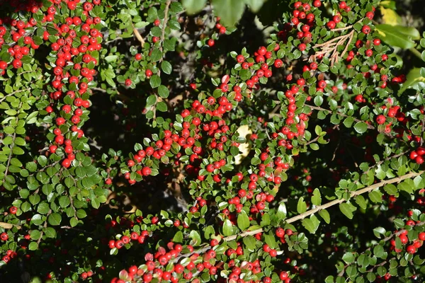 Λαμπερά Κόκκινα Μούρα Από Βαμβακερό Μούρο Cotoneaster Dammeri Πράσινα Φύλλα — Φωτογραφία Αρχείου
