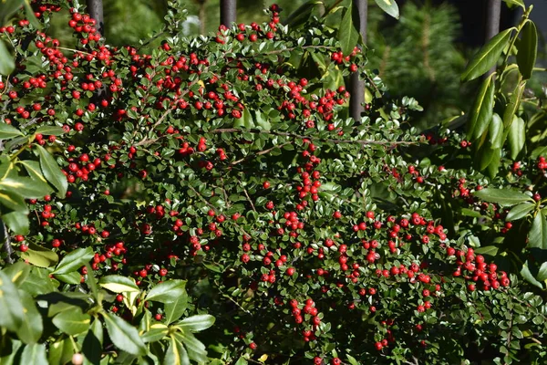 Élénk Piros Bogyók Medvebogyó Cotoneaster Cotoneaster Dammeri Zöld Levelek Eső — Stock Fotó