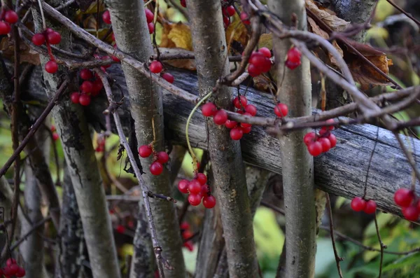 赤い五味子の枝 熟した Schizandra のクラスター 有用な植物の作物 Schizandra 緑の枝の行でハングします Schizandra 成虫は枝に果実を持つ植物します — ストック写真
