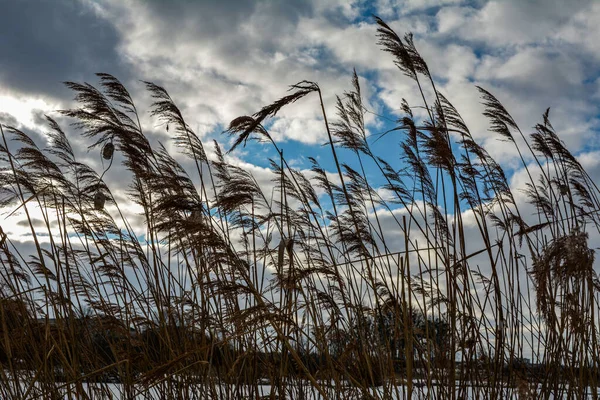 Beautiful View Dried Stalks Reeds Background Blue Sky Reeds Cattails — Stock Photo, Image