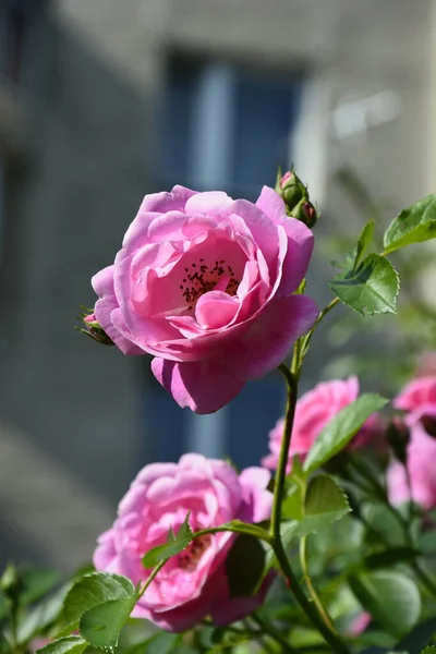 粉红玫瑰丛生 夏季花卉背景 夏日花园中美丽的粉红玫瑰 许多粉色夏花的背景 — 图库照片
