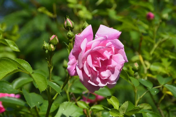Krzew Różowych Róż Letnie Tło Kwiatowe Piękne Różowe Róże Ogrodzie — Zdjęcie stockowe