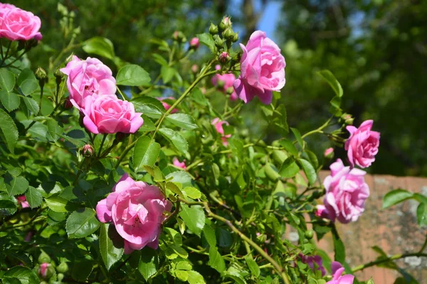 Bush Von Rosa Rosen Sommer Floralen Hintergrund Schöne Rosa Rosen — Stockfoto