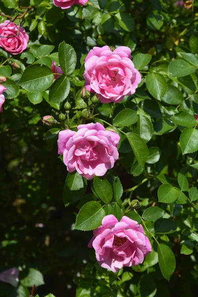 Bush Rosa Rosor Sommartid Blommig Bakgrund Vackra Rosa Rosor Sommarträdgården — Stockfoto