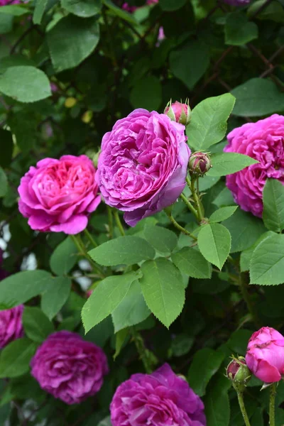粉红玫瑰丛生 夏季花卉背景 夏日花园中美丽的粉红玫瑰 许多粉色夏花的背景 — 图库照片