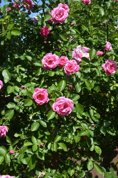 Μπους Από Ροζ Τριαντάφυλλα Καλοκαιρινό Φόντο Λουλουδιών Όμορφα Ροζ Τριαντάφυλλα — Φωτογραφία Αρχείου