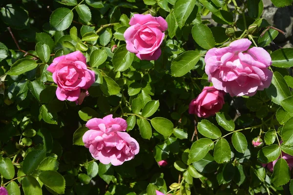 ピンクのバラのブッシュ 夏の花の背景夏の庭の美しいピンクのバラ 多くのピンクの夏の花の背景 — ストック写真