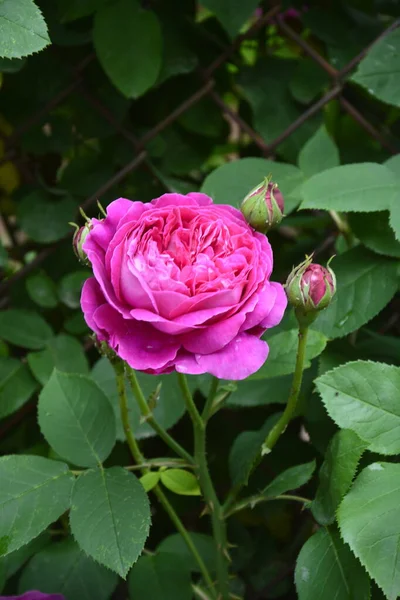 Μπους Από Ροζ Τριαντάφυλλα Καλοκαιρινό Φόντο Λουλουδιών Όμορφα Ροζ Τριαντάφυλλα — Φωτογραφία Αρχείου