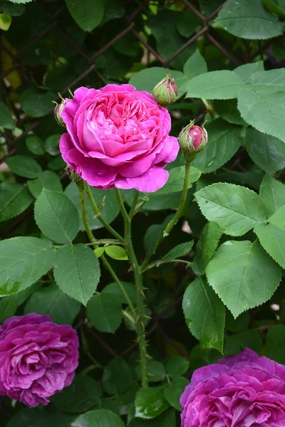 Буш Розовый Летний Цветочный Фон Розовый Летнем Саду Фон Множеством — стоковое фото