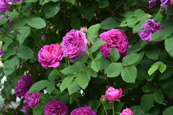 Cespuglio Rose Rosa Sfondo Floreale Estate Belle Rose Rosa Nel — Foto Stock