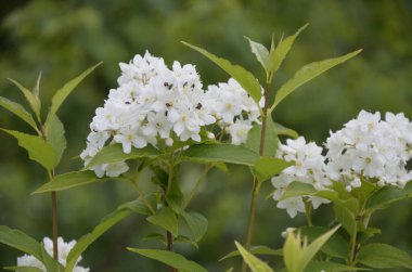 Gün batımında çiçek açan spirea beyaz çiçekleri. Spirea duvar kağıdı. Spiraea, Rosaceae ailesinin bir çalısıdır..