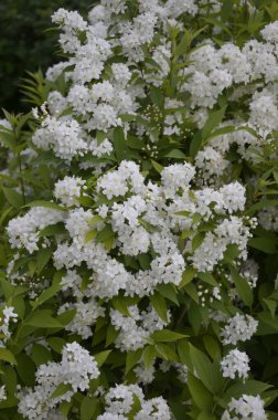 Gün batımında çiçek açan spirea beyaz çiçekleri. Spirea duvar kağıdı. Spiraea, Rosaceae ailesinin bir çalısıdır..