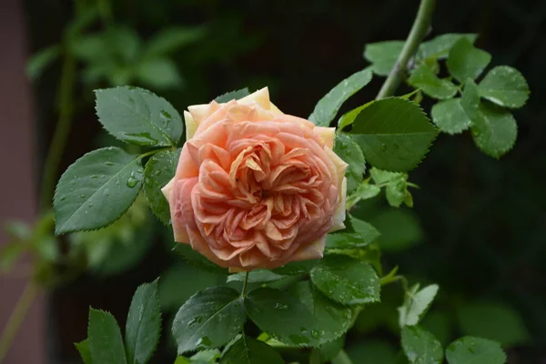Rosa Naranja Arbusto Condiciones Naturales Jardín Parque Una Gran Cantidad —  Fotos de Stock