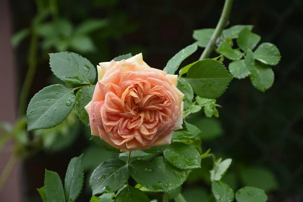 Rosa Naranja Arbusto Condiciones Naturales Jardín Parque Una Gran Cantidad —  Fotos de Stock