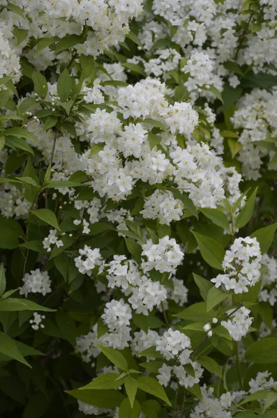 Arbusto Florescente Spirea Flores Brancas Luz Pôr Sol Papel Parede — Fotografia de Stock