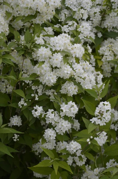 Blühender Strauch Aus Weißen Blüten Sonnenuntergang Spirea Tapete Spiraea Ist — Stockfoto