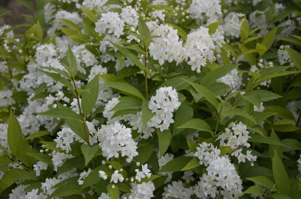 Blommande Buske Spirea Vita Blommor Solnedgången Ljus Spirea Tapeter Spiraea — Stockfoto