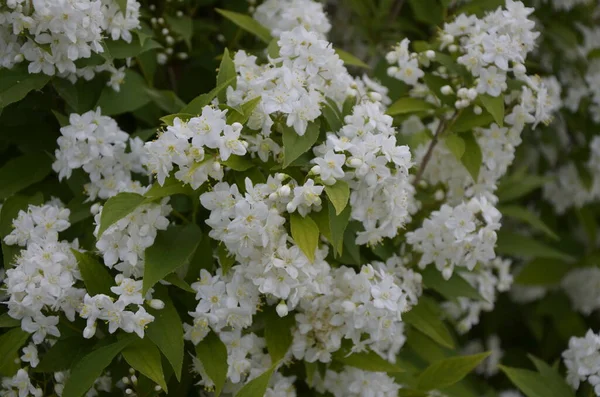 Arbusto Florescente Spirea Flores Brancas Luz Pôr Sol Papel Parede — Fotografia de Stock