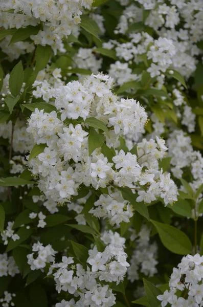 Arbusto Floreciente Flores Blancas Espirea Luz Del Atardecer Fondo Pantalla —  Fotos de Stock