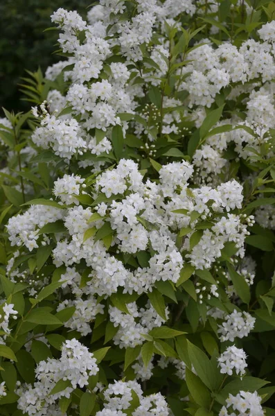 피레아흰 꽃들이 스피아 라이아는로 사과에 속하는 관목이다 — 스톡 사진