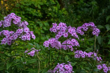 Bir yaz parkında ya da bahçede çiçek açan güzel, sulu pembe fenomen. Bahçede çiçek açan parlak pembe Phlox paniklemesi.