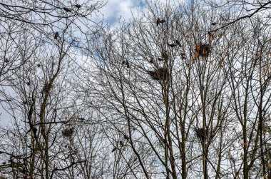 Kargalar Nisan ayı başlarında ağaçlara yuva yapıyorlar. Kuşbilim konsepti. Klasik mavi gökyüzü arkaplanı. Koruluktaki karga ve kalelerden oluşan bir koloninin birçok yuvası
