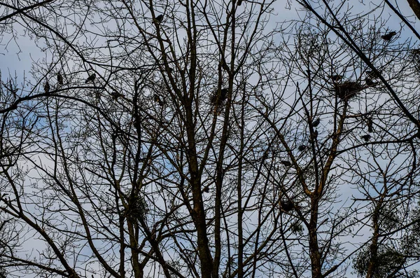 4月上旬に木の巣を作るカラス 鳥類学の概念 古典的な青空の背景 森の中に多くのネズミやカラスの巣が — ストック写真