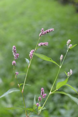Su tatlı, knotweed veya smartweed. Su-tatlı ot, Persicaria hydropiper veya Polygonum hydropiper, yakın çekim. Kır çiçeği, Kuzukulağıgiller aile.