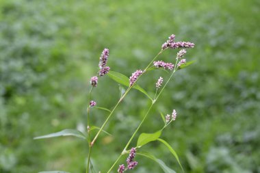 Su tatlı, knotweed veya smartweed. Su-tatlı ot, Persicaria hydropiper veya Polygonum hydropiper, yakın çekim. Kır çiçeği, Kuzukulağıgiller aile.
