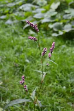 Su tatlı, knotweed veya smartweed. Su-tatlı ot, Persicaria hydropiper veya Polygonum hydropiper, yakın çekim. Kır çiçeği, Kuzukulağıgiller aile.