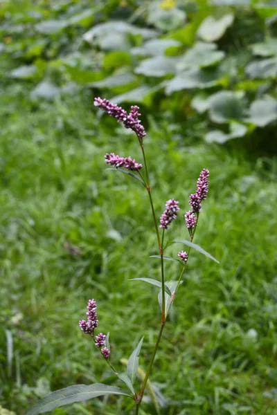 Water Pepper Knotweed Smartweed Water Pepper Weed Persicaria Hydropiper Polygonum — Stock Photo, Image