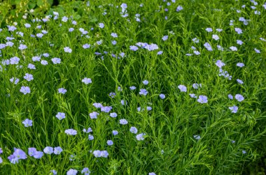 Çiçek açan keten tarlası. Baharın sığ sularında mavi keten çiçeklerinden oluşan bir alan..