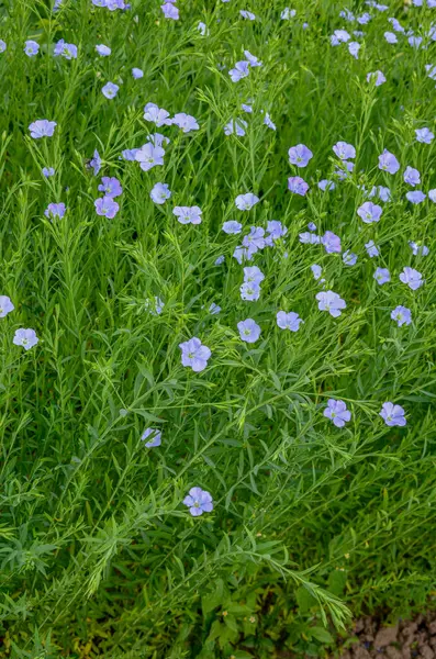 Flax Field Full Bloom Mező Kék Lenvirág Tavasszal Sekély Mélysége — Stock Fotó