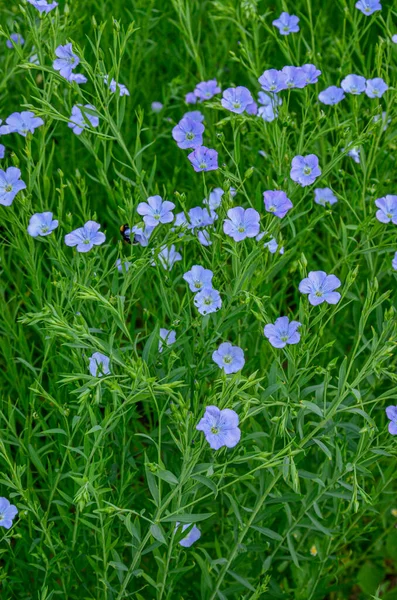 Flax Field Full Bloom Mező Kék Lenvirág Tavasszal Sekély Mélysége — Stock Fotó