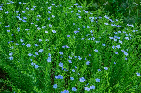 Flax Field Full Bloom Mező Kék Lenvirág Tavasszal Sekély Mélysége — Stock Fotó