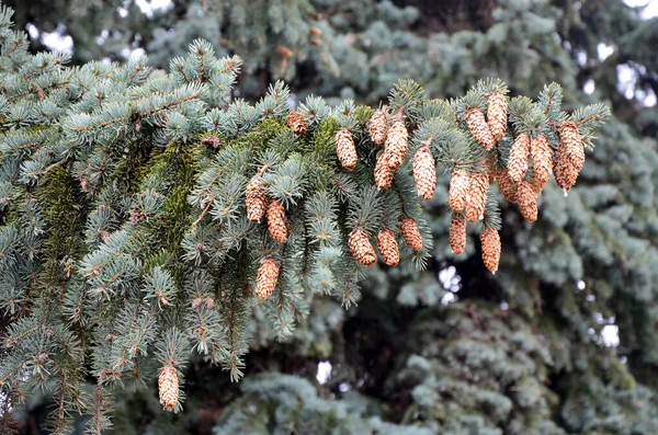 Green Spruce Fir Cones Needles Blue Sky Evergreen Coniferous Christmas — Stock Photo, Image