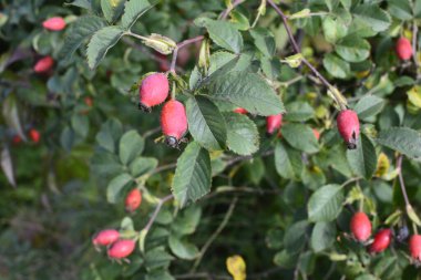 Ağacın üzerinde yetişen gül ağacı. Rosehip meyveleri tıbbi bitkisel hammaddeler.